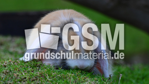 Widderkaninchen (10).jpg